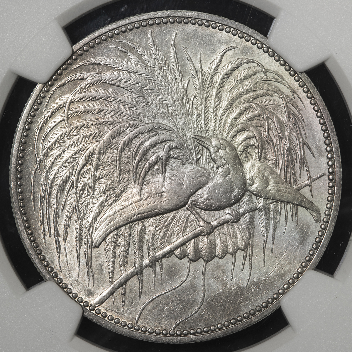 貨幣博物館 | GERMAN NEW-GUINEA ドイツ領ニューギニア 5Mark 1894A EF